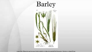 Barley [upl. by Enyar]