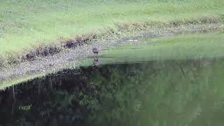 Limpkin Feeding [upl. by Billie]