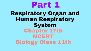 Respiratory Organ and Human Respiratory System  Chapter 17  NCERT Biology class 11th  Dr Jyoti [upl. by Fonville]