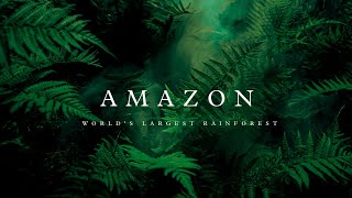 Amazon Rainforest  Short Cinematic Film Explore Enigma [upl. by Jeremias14]