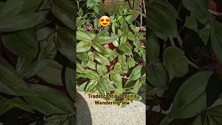 tradescantiazebrina Tradescantia Wanderingjew Groundcover Plant Gardenplantsampflowers Shortv [upl. by Kan759]