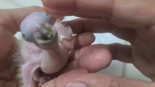 This is how I feed my Sun conure chick [upl. by Yenroc]