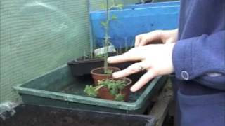 January Planting  Claires Allotment part 58 [upl. by Acirtal]