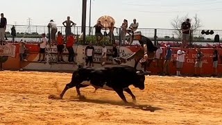 Largada de Touros Vila Franca de Xira 2023colete encarnado [upl. by Nawaj]