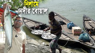 রাওতারা মৎস্য আড়তে নিলামে ডেকে বড়াল নদীর বোয়াল মাছ কিনলাম [upl. by Koser]