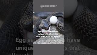 Egg Eating Snake  These Snakes Eat Eggs Of Other Animals [upl. by Nyrehtac]