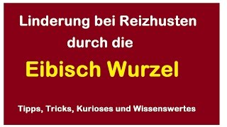 Husten und Reizhusten durch die Heilkraft der Eibisch Wurzel lindern beruhigen  Heilmittel Hilfe [upl. by Plotkin]