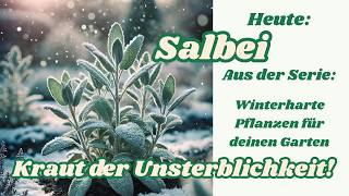 Salbei – Das Kraut der Unsterblichkeit 🌱✨  Geheimnisse amp Anwendungen [upl. by Jillane95]