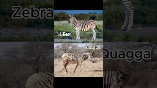 The Quagga Unraveling the Story of a Partially Striped Zebra [upl. by Ange]