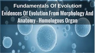 Evidences Of Evolution From Morphology And Anatomy  Homologous Organ [upl. by Browning883]