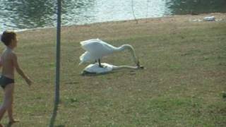 Swan attack in the mating season [upl. by Anai]