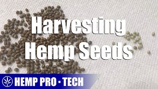 Harvesting Hemp Seeds [upl. by Culbertson67]