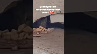 kedi yaramaz oyun pisikler belgeselizletürkçedublaj manyak psikopat minik dost kesfet [upl. by Trueblood342]