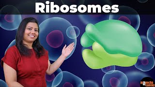 Ribosome Function and Structure [upl. by Feinstein]