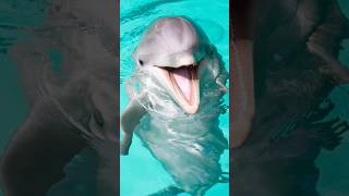 Dolphin Sound 🌊🐬 Fascinating World of Dolphin Communication wildlife oceanlife dolphin [upl. by Gathers728]