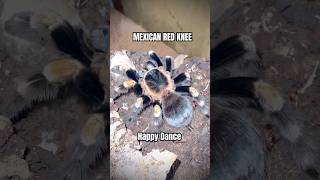 Mexican Red Knee HAPPY DANCE brachypelmahamorii tarantula tarantulafeeding [upl. by Zack209]