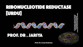 RIBONUCLEOTIDE REDUCTASE URDU VERSION [upl. by Archaimbaud]