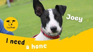 Joey the lovely Lurcher  Dogs Trust Leeds [upl. by Sheeree]