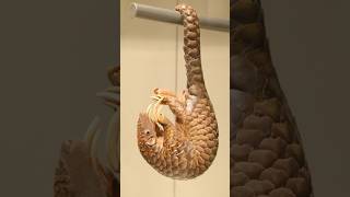 A brief introduction to 😍Pangolins😙horts youtubeshorts animals [upl. by Linea671]