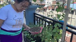 Rooftop Gardening Thabi Hekpa 🥒 [upl. by Clercq]