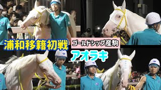 【ゴールドシップ産駒】浦和移籍初戦で黄色い歓声が上がる❗️神ファンサ❤️アオラキ [upl. by Lemuela285]