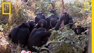 Chimps quotMournquot Nineyearolds Death  National Geographic [upl. by Hildick65]