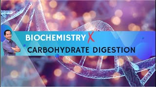 Video 1 Carbohydrate Digestion [upl. by Nissensohn]