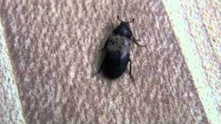 Larder Beetle Dermestidae Dermestes lardarius Locomotion [upl. by Wolk966]