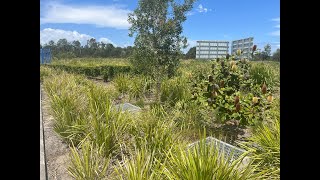 Filterra bioretention at Baringa Queensland [upl. by Netti]