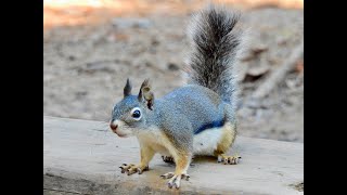 DOUGLAS SQUIRREL munching on what looks like a hazelnut [upl. by Anica]