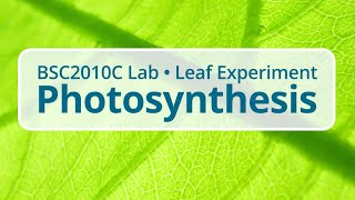 BSC2010C Lab Photosynthesis amp Respiration  Leaf Experiment [upl. by Syl]