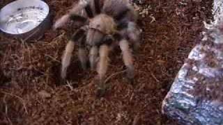 My Aphonopelma sp quotNew Riverquot New River Rust Rump Tarantula Rusty [upl. by Poppo607]