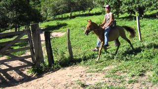 amansando potra na fazenda bom jesus [upl. by Elad]