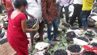 INDIAN KALA JAMUN BLACK PLUM FRUITS [upl. by Anabelle]