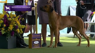 Rhodesian Ridgebacks  Breed Judging 2023 [upl. by Sirromal311]