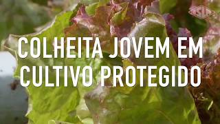 Colheita jovem em cultivo protegido  Drops do Comunidade Hortifrúti [upl. by Idnem818]