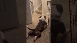 Allergy season for Rocco😂😂 shorts viralvideo funnydogs [upl. by Enyad]