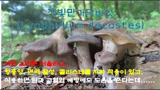 올해 많이 돋았죠 잿빛만가닥버섯Lyophyllum decastes 에 대해 자세히 알아봅니다 [upl. by Iegres]