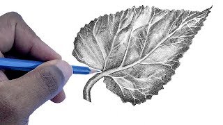 How To Draw A Leaf  Step by Step For Beginners [upl. by Absa]