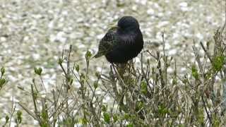 Star Sturnus vulgaris wwwTierportraetch [upl. by Odo]