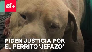 El perro salvó al que comió hongos venenosos y fue pateadofuturelink shorts [upl. by Lotta]