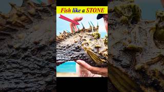 Most dangerous and poisoners stone fish shorts youtubeshorts [upl. by Leuqar705]