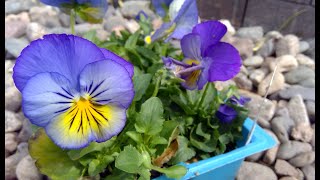 Planting Pansies And Violas in My Front Yard Flower Bed 🌺💐Gardening Made Easy [upl. by Luebke]