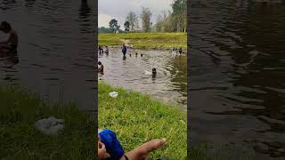 Dolphin കുഞ്ഞിനെ കണ്ടോ 😄😄 water fish river kakkayam kariyathumpara water swimming dolphin [upl. by Tfat247]