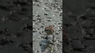 Semipalmated Plover shorts birds bird beach beac [upl. by Gypsie]