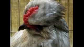 Englische ZwergAraucanas Araucanas bantam National Poultry Show UK [upl. by Trstram]