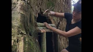 Wow  Build a house in a huge log 🤩🤩 asmr survival [upl. by Eserehc]