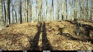 Another successful day looking for Golden Eagles in the Ozarks [upl. by Seroled]