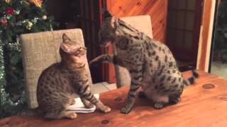 Savannah cat F1 and F4 playing [upl. by Erik]