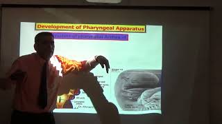 Anatomy Lecture  Pharyngeal Apparatus  DrAhmed Alzainy [upl. by Annayd188]